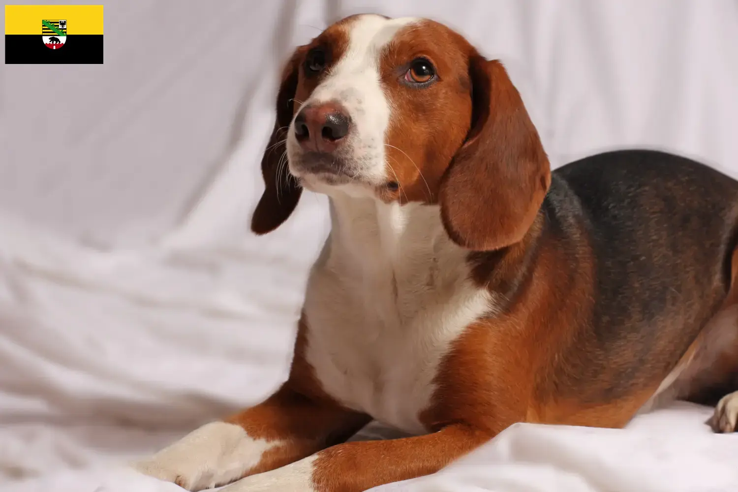 Duitse Bracke puppy's en fokkers Saksen-Anhalt Hier vind je Duitse varenskwekers in Saksen-Anhalt.