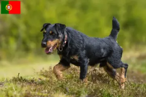 Lees meer over het artikel Duitse Jachtterriër Fokker en Puppies in Portugal