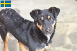 Lees meer over het artikel Duitse Jachtterriër Fokker en Puppies in Zweden