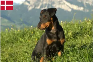 Lees meer over het artikel Duitse Jachtterriër Fokker en Puppies in Denemarken