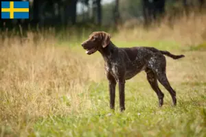 Lees meer over het artikel Duitse Korthaar fokkers en puppies in Zweden