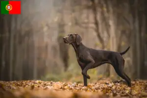 Lees meer over het artikel Duitse Korthaar fokkers en puppies in Portugal