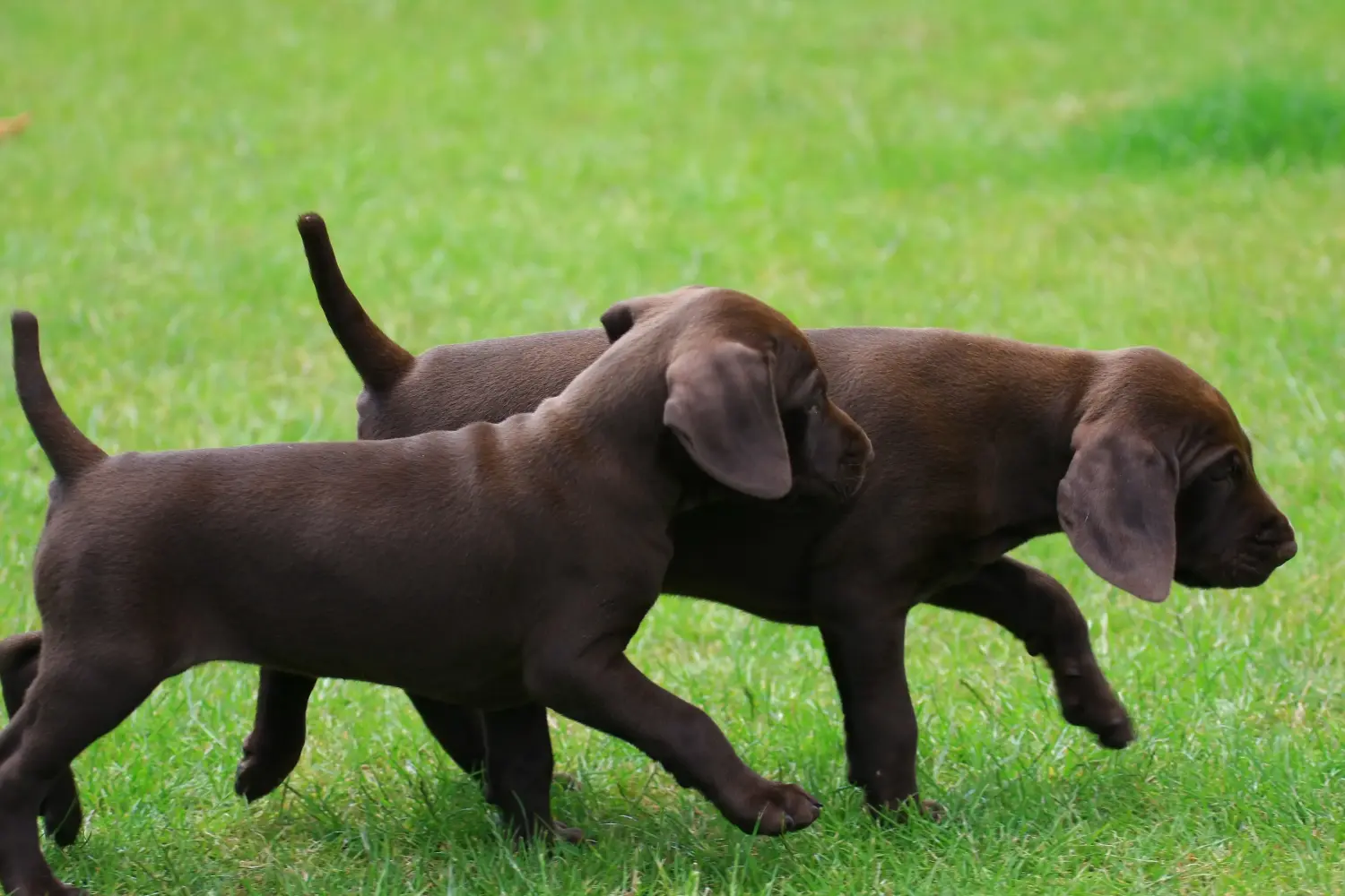 Een Duitse korthaar puppy kopen betekent verantwoordelijkheid nemen! Duitse korthaar puppy's kopen.