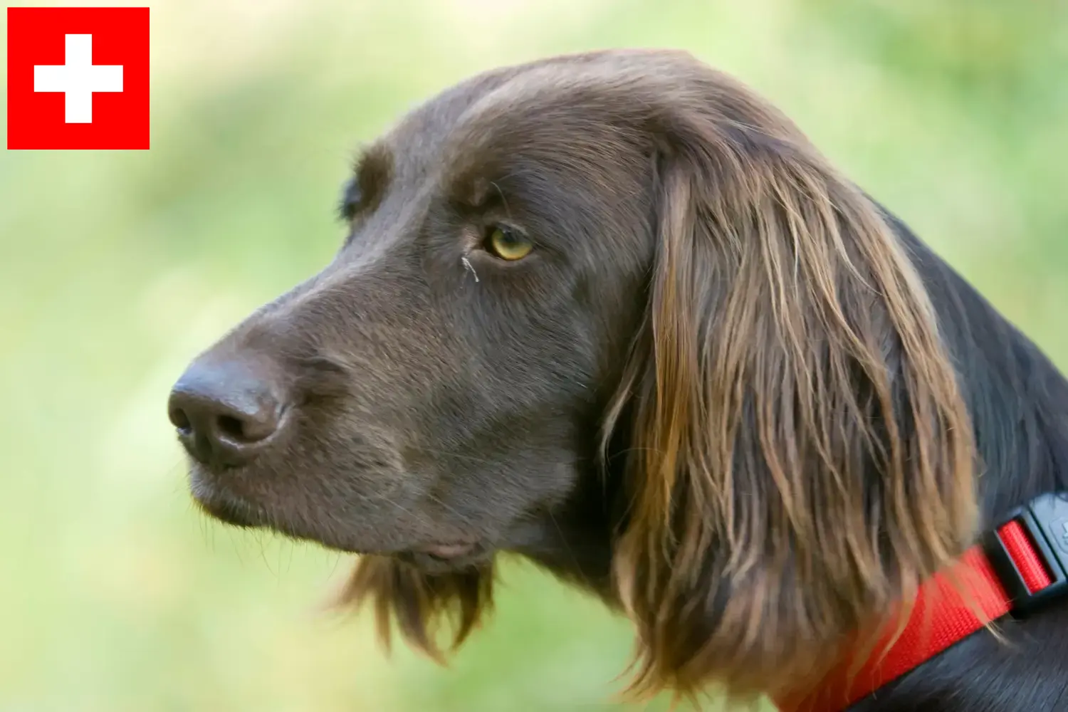 Duitse Langhaar pups en fokkers Zwitserland Hier vind je fokkers van Duitse Langhaar in Zwitserland.