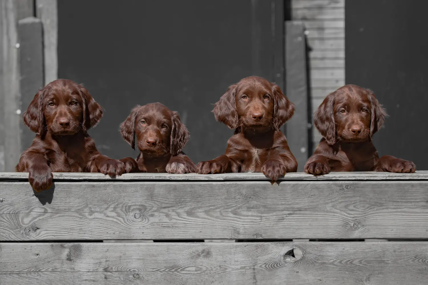 Een Duitse Langhaar puppy kopen betekent verantwoordelijkheid nemen! Duitse Langhaar puppy's kopen.