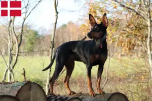 Lees meer over het artikel Duitse Pinscher fokker en pups in Denemarken