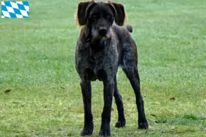 Lees meer over het artikel Duitse Stichelhaar fokkers en puppies in Beieren