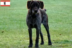 Lees meer over het artikel Duitse Stichelhaar fokkers en pups in Berlijn