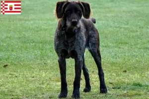 Lees meer over het artikel Duitse Stichelhaar fokkers en pups in Bremen