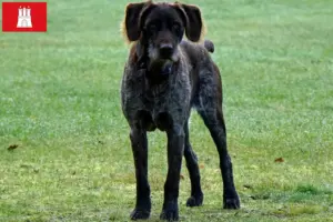 Lees meer over het artikel Duitse Stichelhaar fokkers en pups in Hamburg