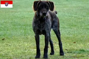 Lees meer over het artikel Duitse Stichelhaar fokkers en pups in Hessen