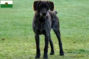 Lees meer over het artikel Duitse Stichelhaar fokkers en pups in Saksen
