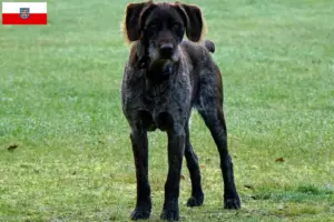 Lees meer over het artikel Duitse Stichelhaar fokkers en pups in Thüringen