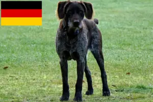 Lees meer over het artikel Duitse Stichelhaar fokkers en puppies in Duitsland