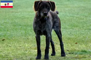 Lees meer over het artikel Duitse Stichelhaar fokkers en pups in Mecklenburg-Vorpommern