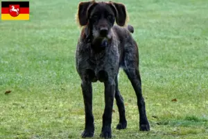 Lees meer over het artikel Duitse Stichelhaar fokkers en pups in Nedersaksen
