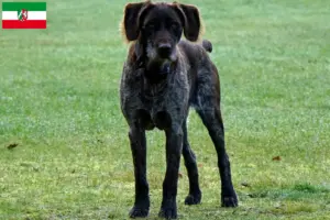 Lees meer over het artikel Duitse Stichelhaar fokkers en pups in Noordrijn-Westfalen