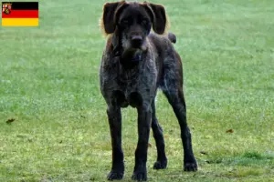 Lees meer over het artikel Duitse Stichelhaar fokkers en pups in Rijnland-Palts
