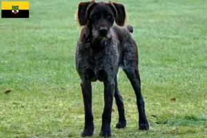 Lees meer over het artikel Duitse Stichelhaar fokkers en pups in Saksen-Anhalt