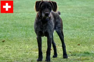 Lees meer over het artikel Duitse Stichelhaar fokkers en pups in Zwitserland