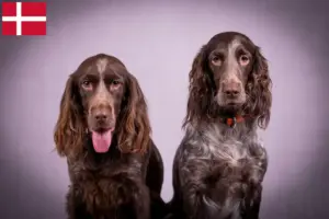 Lees meer over het artikel Duitse waakhond fokkers en puppies in Denemarken