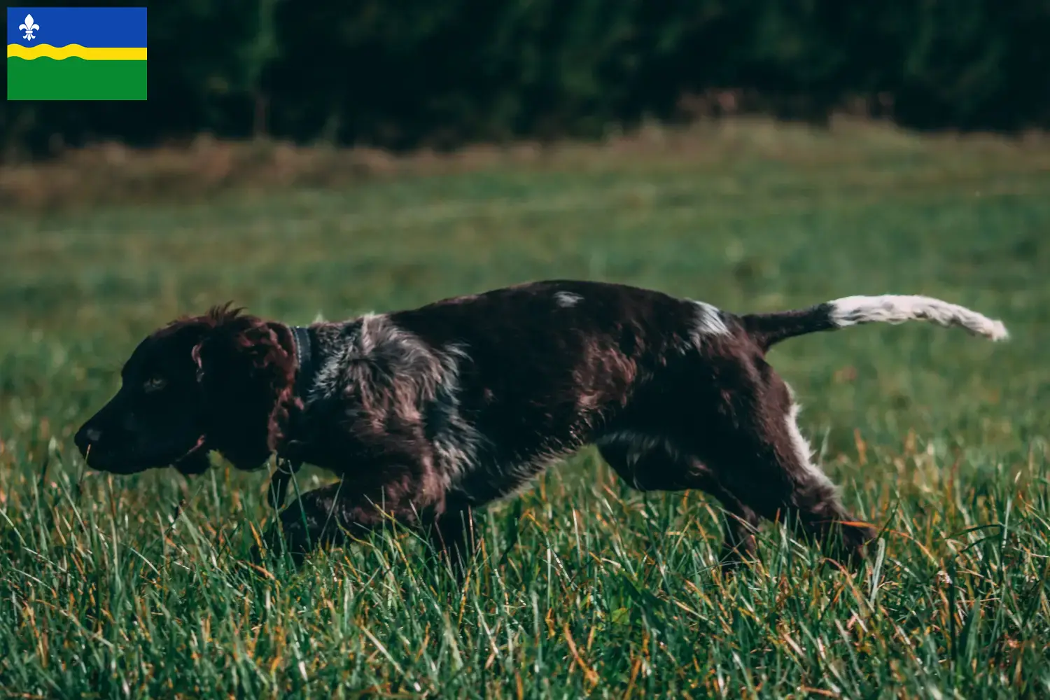 Duitse waakhond puppies en fokkers Flevoland Zoek Duitse Kwartel Hondenfokkers in Flevoland.
