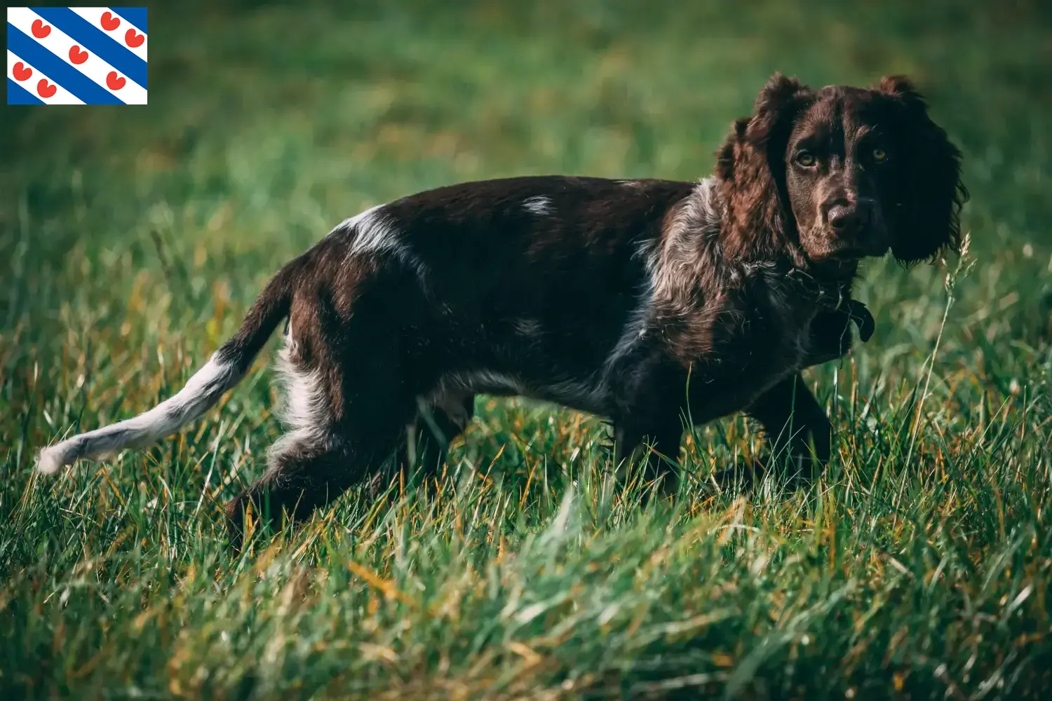 Duitse Wachtelhund puppies en fokkers Friesland Hier vind je Duitse Kwartel Hondenfokkers in Friesland.