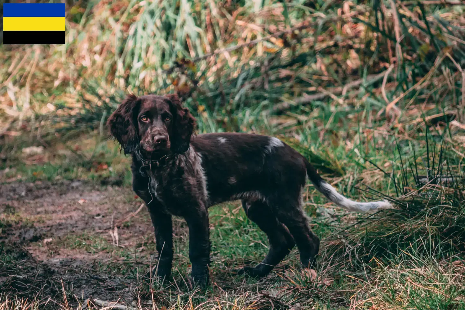 Duitse Wachtelhund puppies en fokkers Gelderland Hier vind je Duitse Kwartelhond fokkers in Gelderland.
