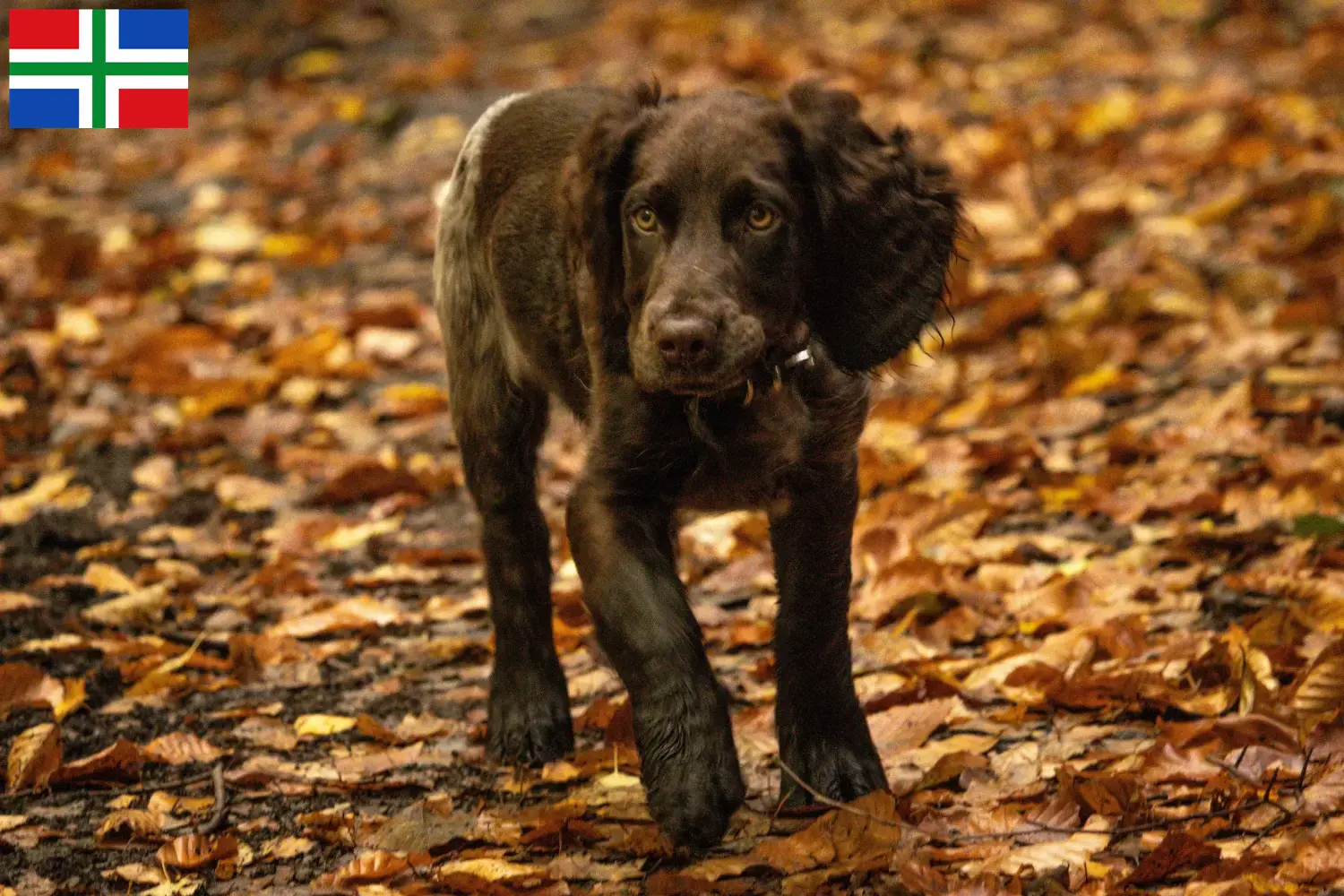 Duitse Wachtelhund puppies en fokkers Groningen Hier vind je Duitse Kwartel Hondenfokkers in Groningen.