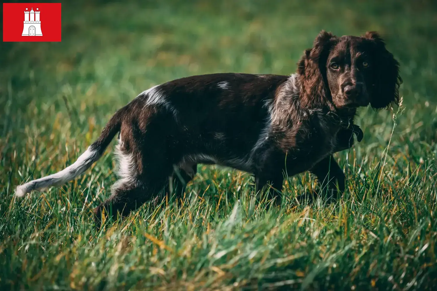 Duitse waakhond puppies en fokkers Hamburg Hier vind je Duitse Kwartel Hond fokkers in Hamburg.