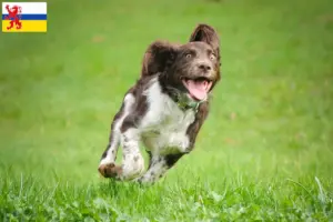 Lees meer over het artikel Duitse waakhond fokkers en puppies in Limburg