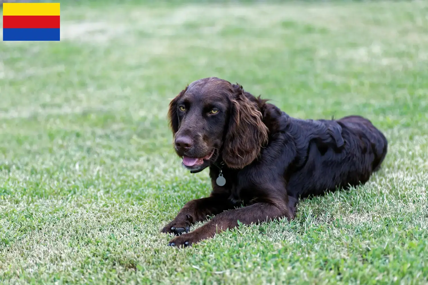 Duitse Wachtelhund puppies en fokkers Noord-Holland Hier vind je Duitse Kwartelhond fokkers in Noord-Holland.