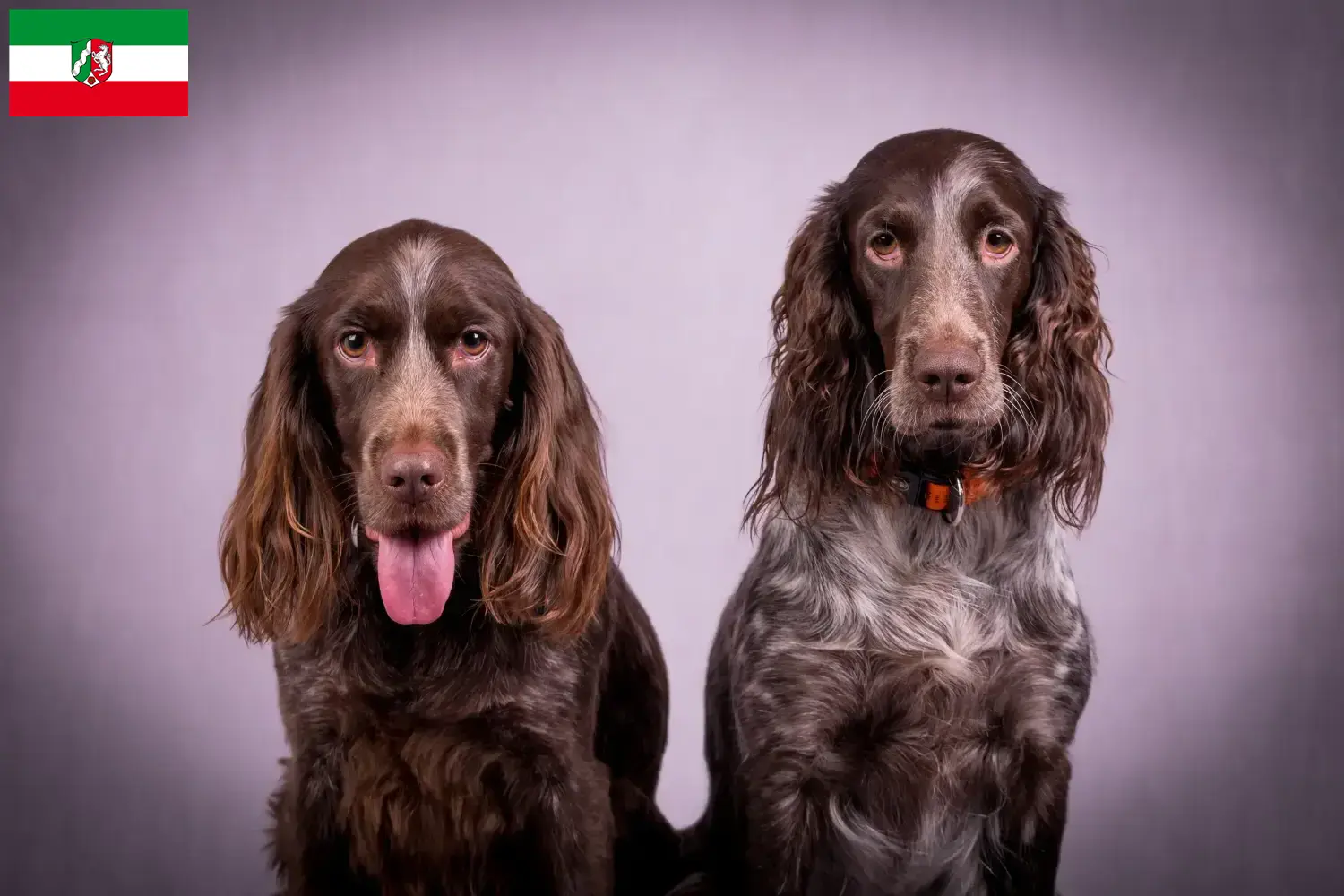 Duitse waakhond puppies en fokkers Nordrhein-Westfalen Hier vind je Duitse Kwartelhondenfokkers in Noordrijn-Westfalen.