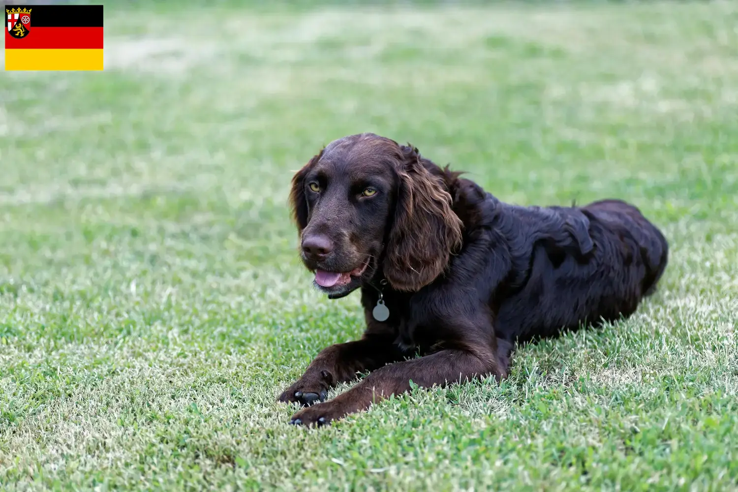 Duitse waakhond puppies en fokkers Rijnland-Palts Hier vind je fokkers van Duitse Kwartels in Rijnland-Palts.