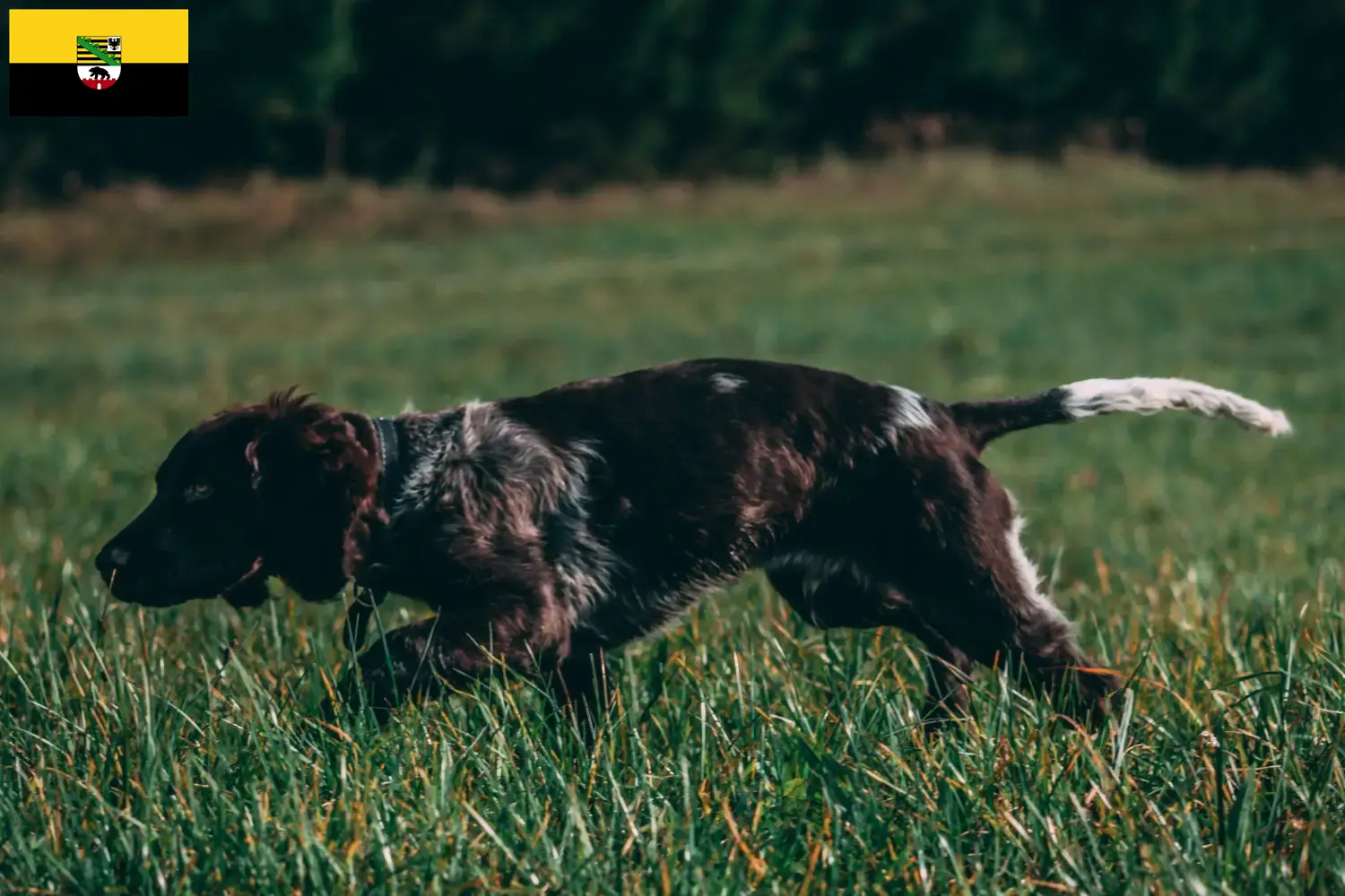Duitse waakhond puppies en fokkers Saksen-Anhalt Hier vind je Duitse Kwartelhond fokkers in Saksen-Anhalt.