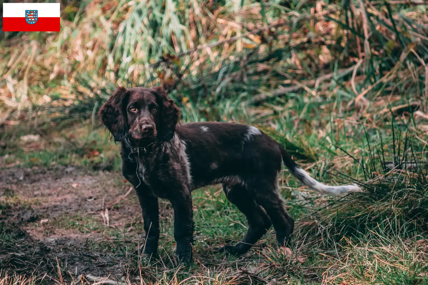 Duitse Wachtelhund puppies en fokkers Thüringen Hier vind je Duitse Kwartelhond fokkers in Thüringen.
