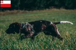 Lees meer over het artikel Duitse waakhond fokker en puppies in Utrecht
