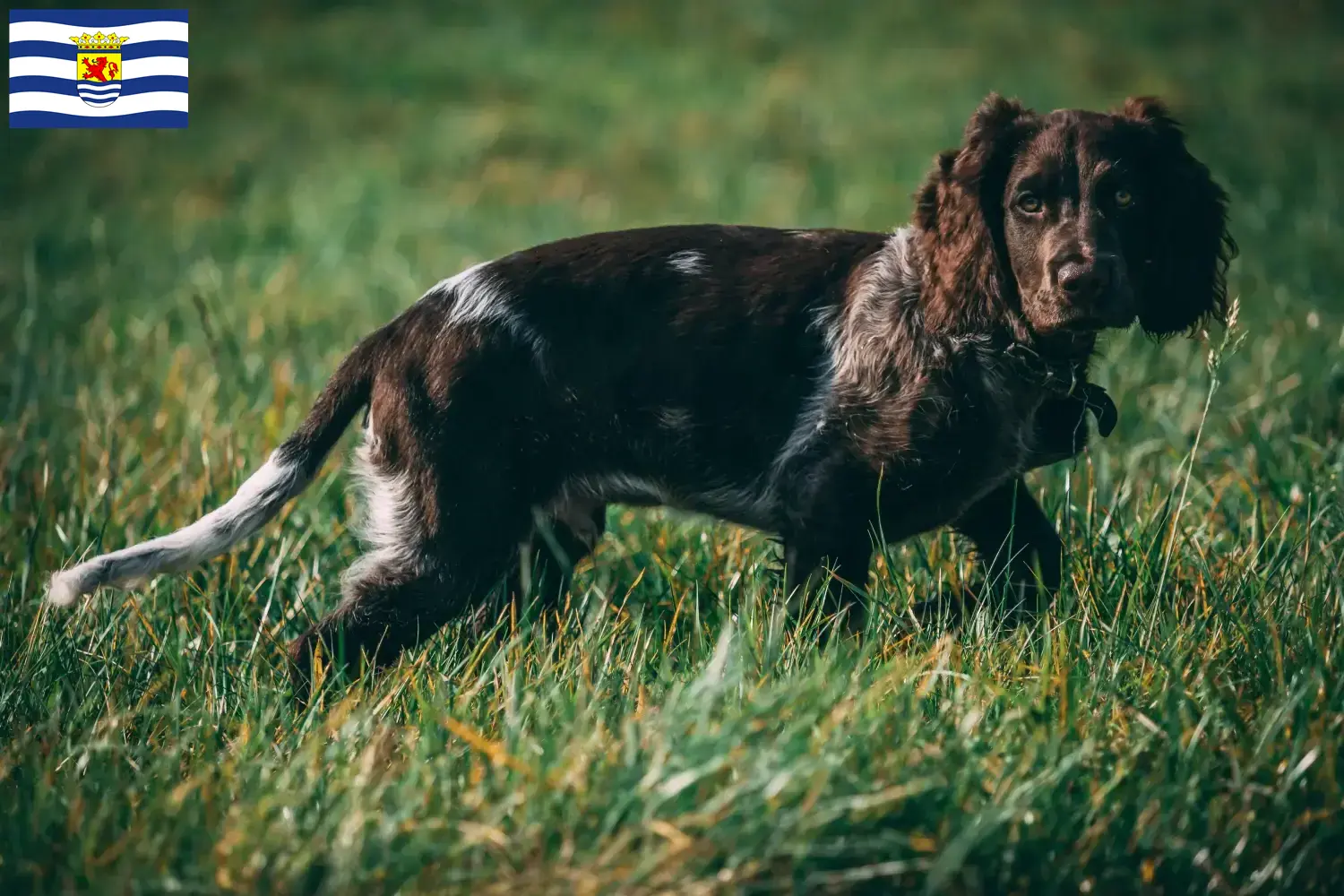Duitse Wachtelhund puppies en fokkers Zeeland Hier vind je Duitse Kwartel Hond fokkers in Zeeland.