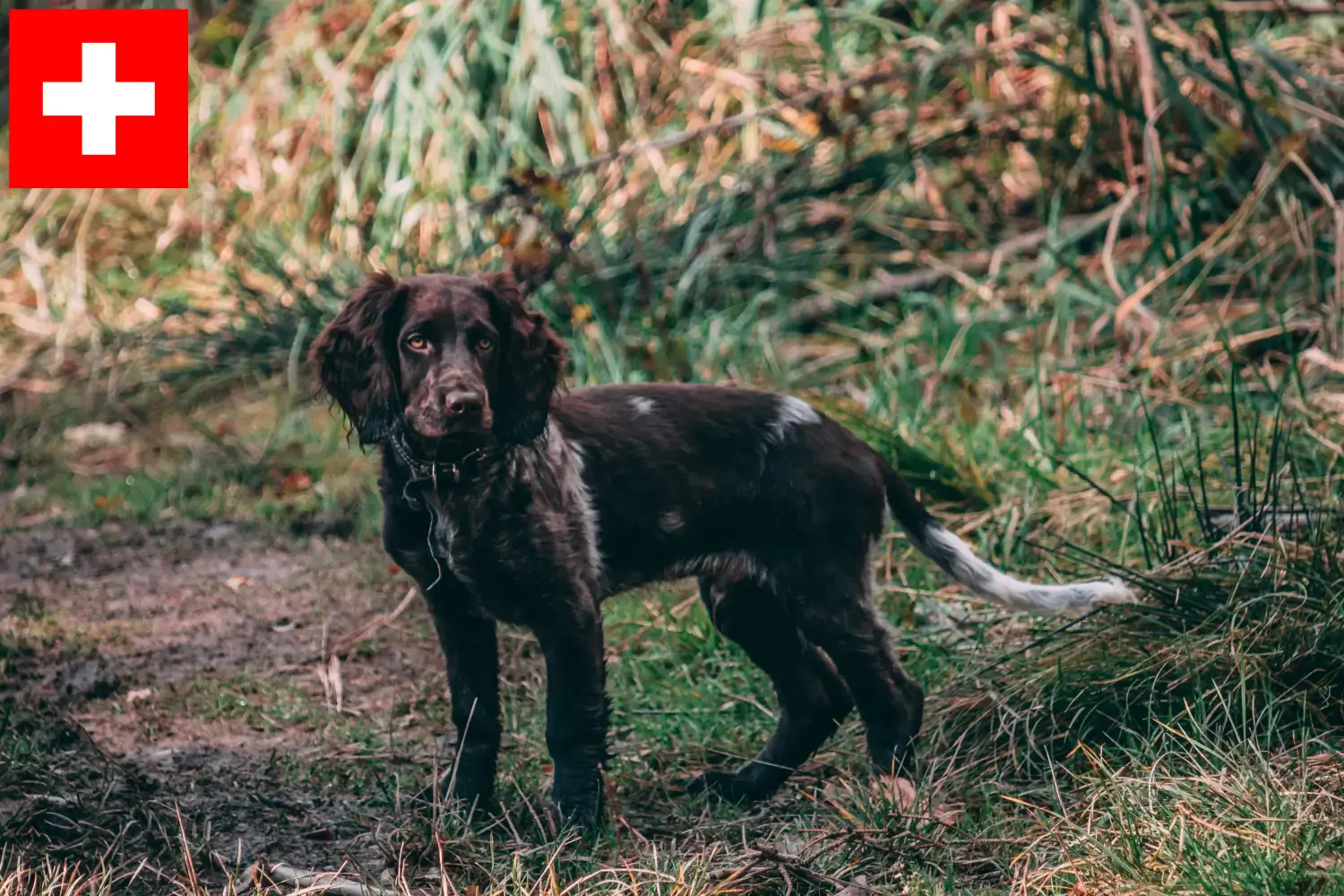 Duitse Wachtelhund puppies en fokkers Zwitserland Hier vind je Duitse Kwartelhond fokkers in Zwitserland.