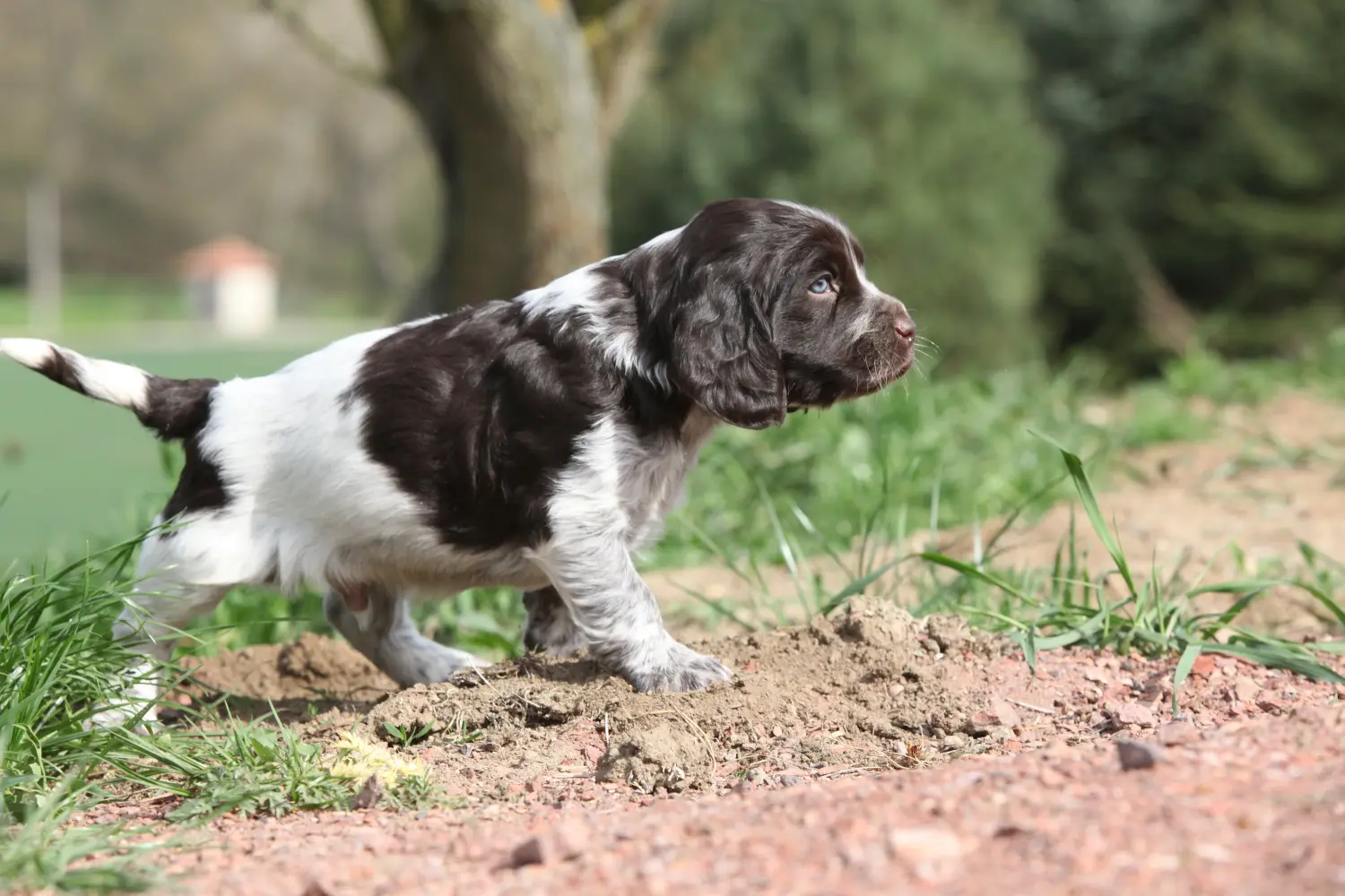 Een Duitse waakhond puppy kopen betekent verantwoordelijkheid nemen! Duitse waakhond puppy's kopen.