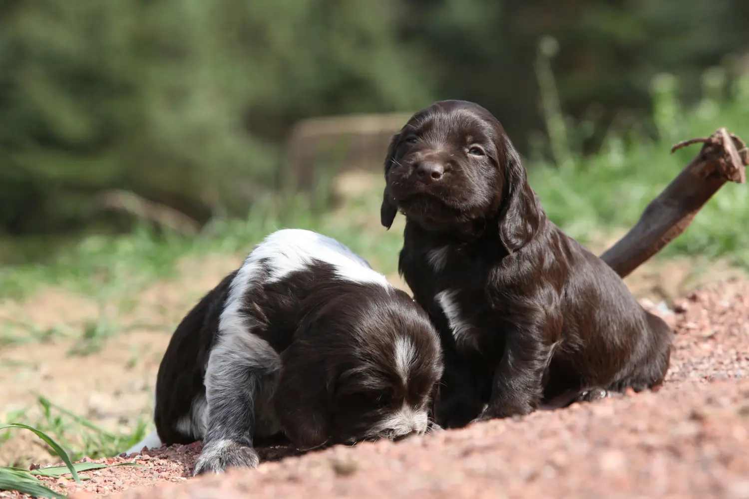 Een Duitse waakhond puppy kopen betekent verantwoordelijkheid nemen! Duitse waakhond puppy's kopen.
