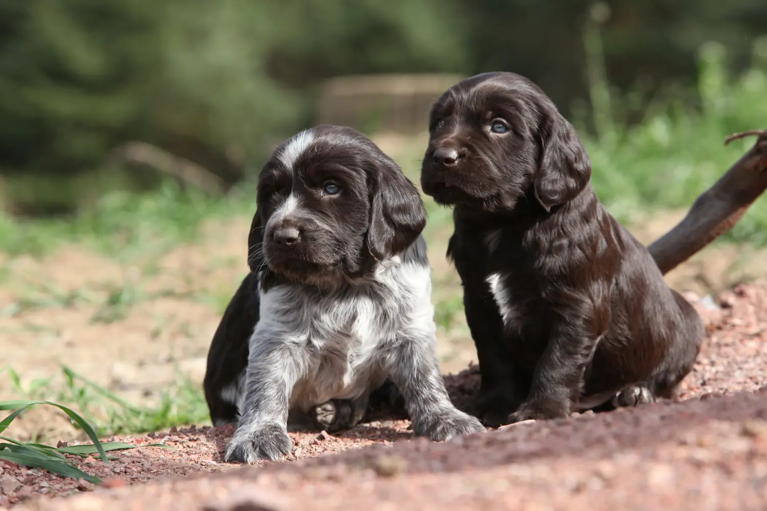 Een Duitse waakhond puppy kopen betekent verantwoordelijkheid nemen! Duitse waakhond puppy's kopen.