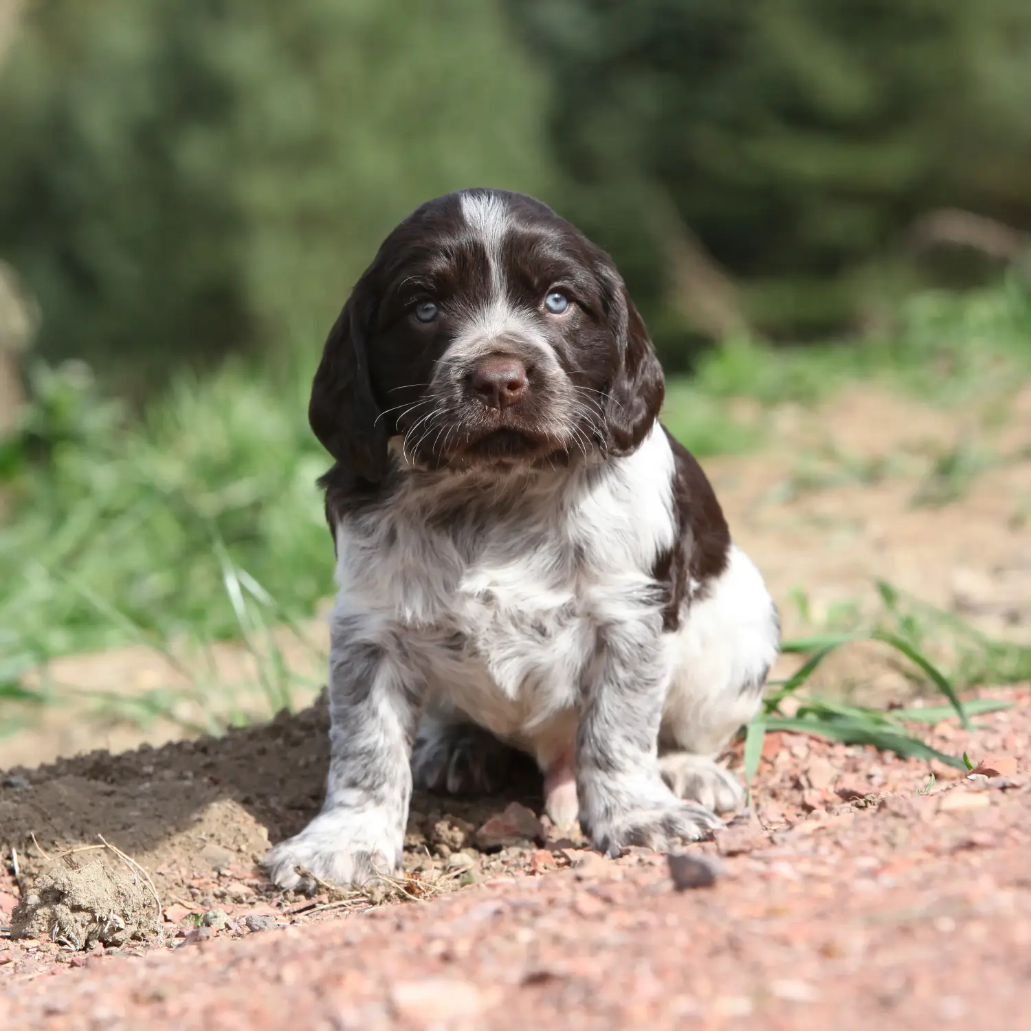 Een Duitse waakhond puppy kopen betekent verantwoordelijkheid nemen! Duitse waakhond puppy's kopen.