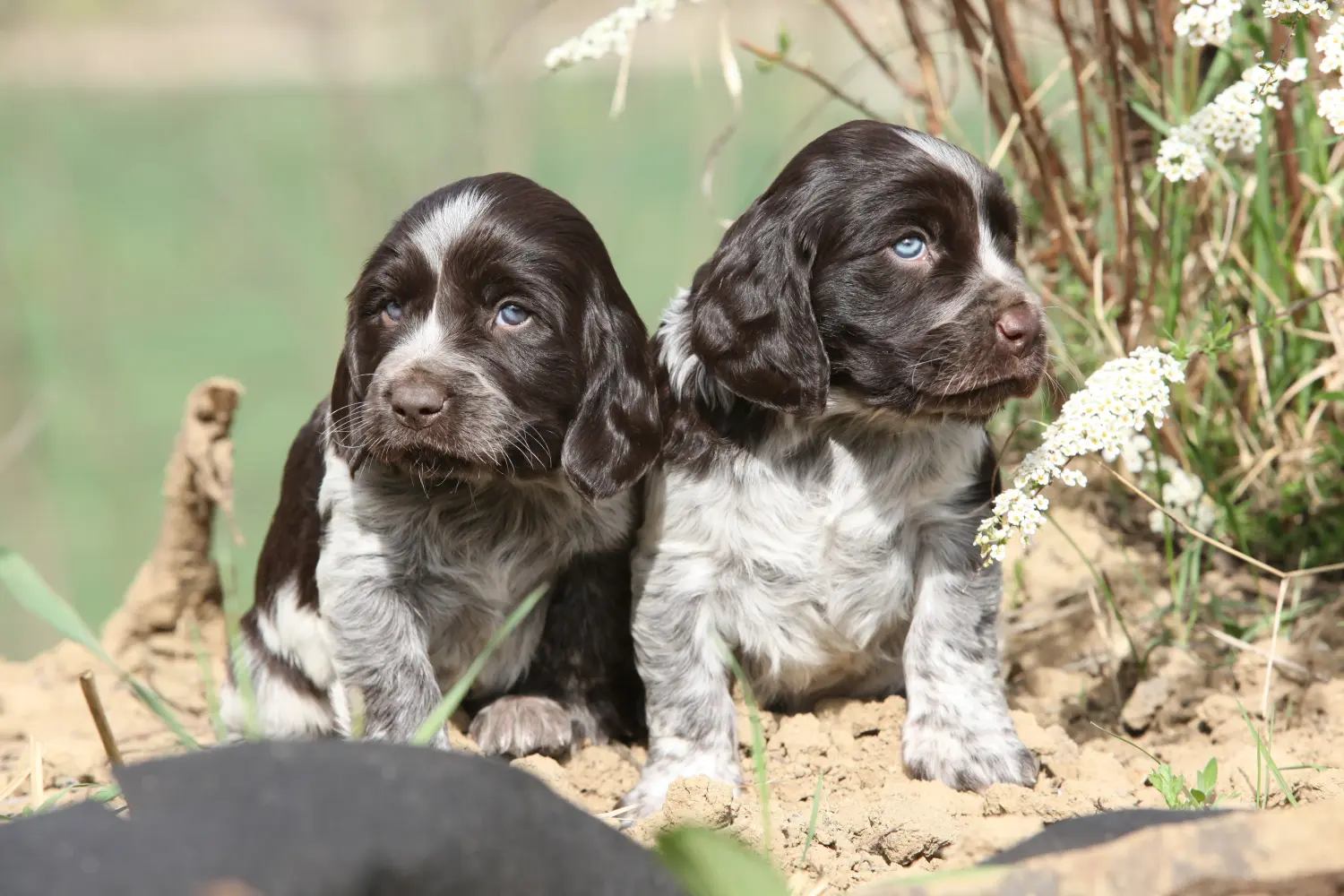 Een Duitse waakhond puppy kopen betekent verantwoordelijkheid nemen! Duitse waakhond puppy's kopen.