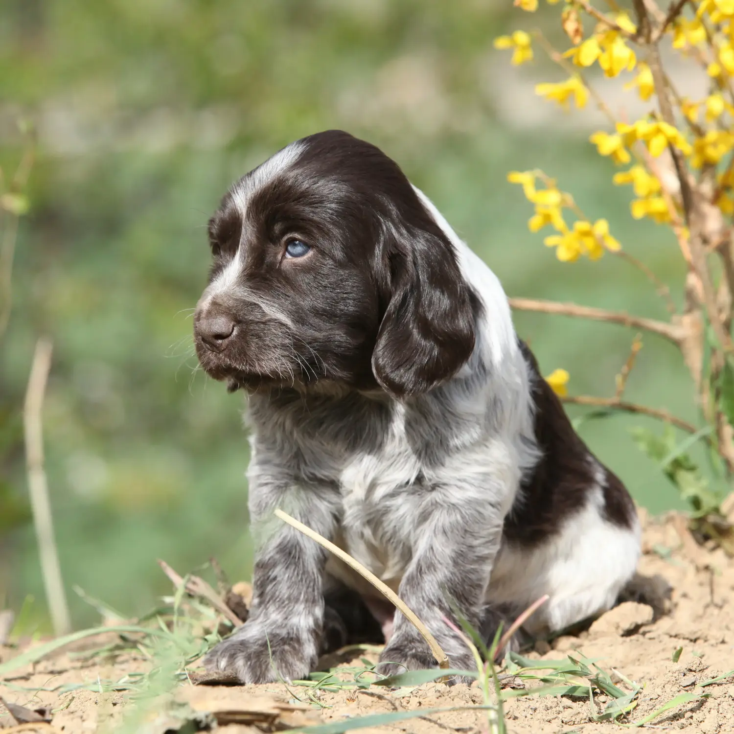 Een Duitse waakhond puppy kopen betekent verantwoordelijkheid nemen! Duitse waakhond puppy's kopen.