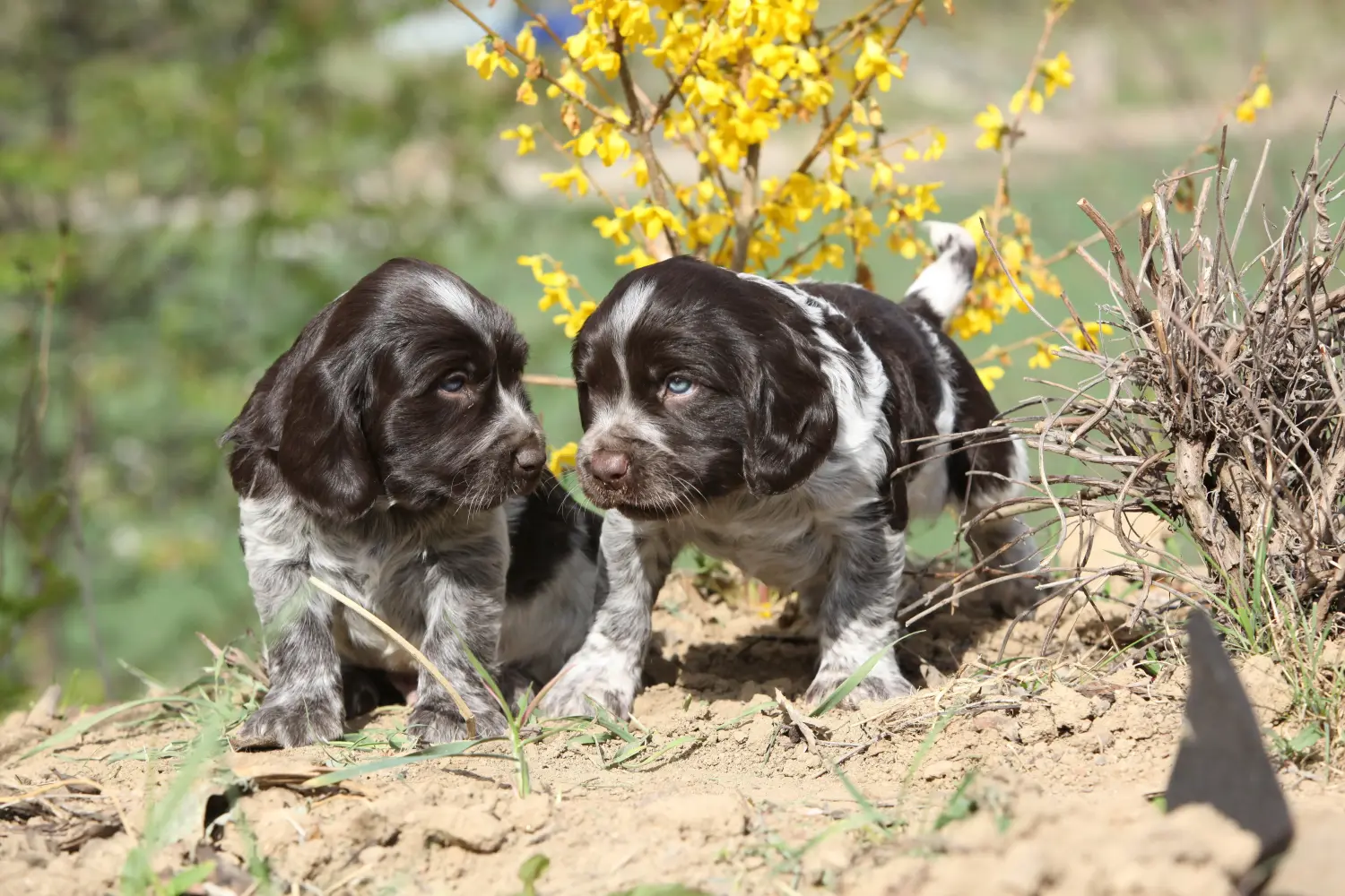 Een Duitse waakhond puppy kopen betekent verantwoordelijkheid nemen! Duitse waakhond puppy's kopen.