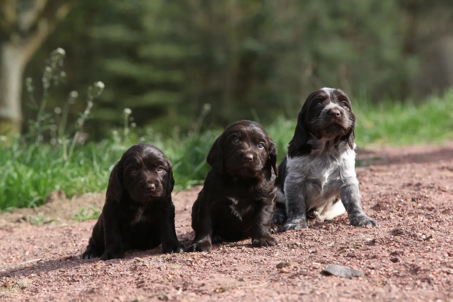 Een Duitse waakhond puppy kopen betekent verantwoordelijkheid nemen! Duitse waakhond puppy's kopen.