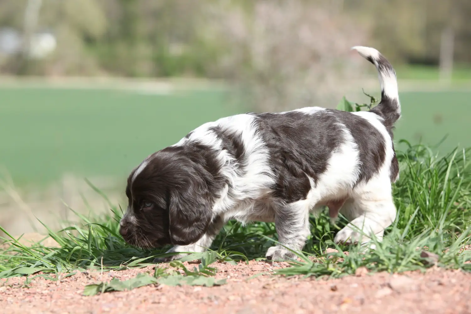 Een Duitse waakhond puppy kopen betekent verantwoordelijkheid nemen! Duitse waakhond puppy's kopen.