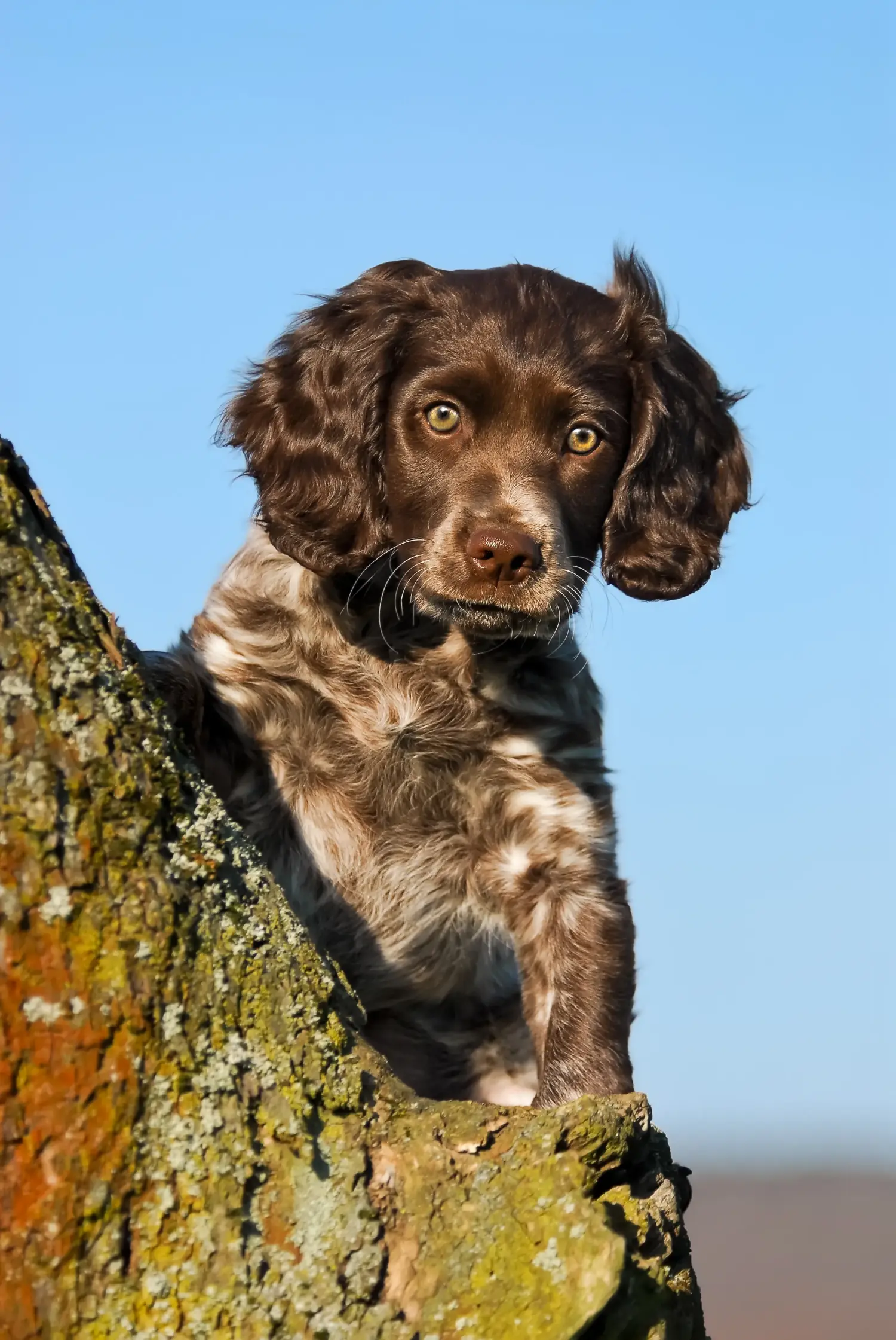 Een Duitse waakhond puppy kopen betekent verantwoordelijkheid nemen! Duitse waakhond puppy's kopen.