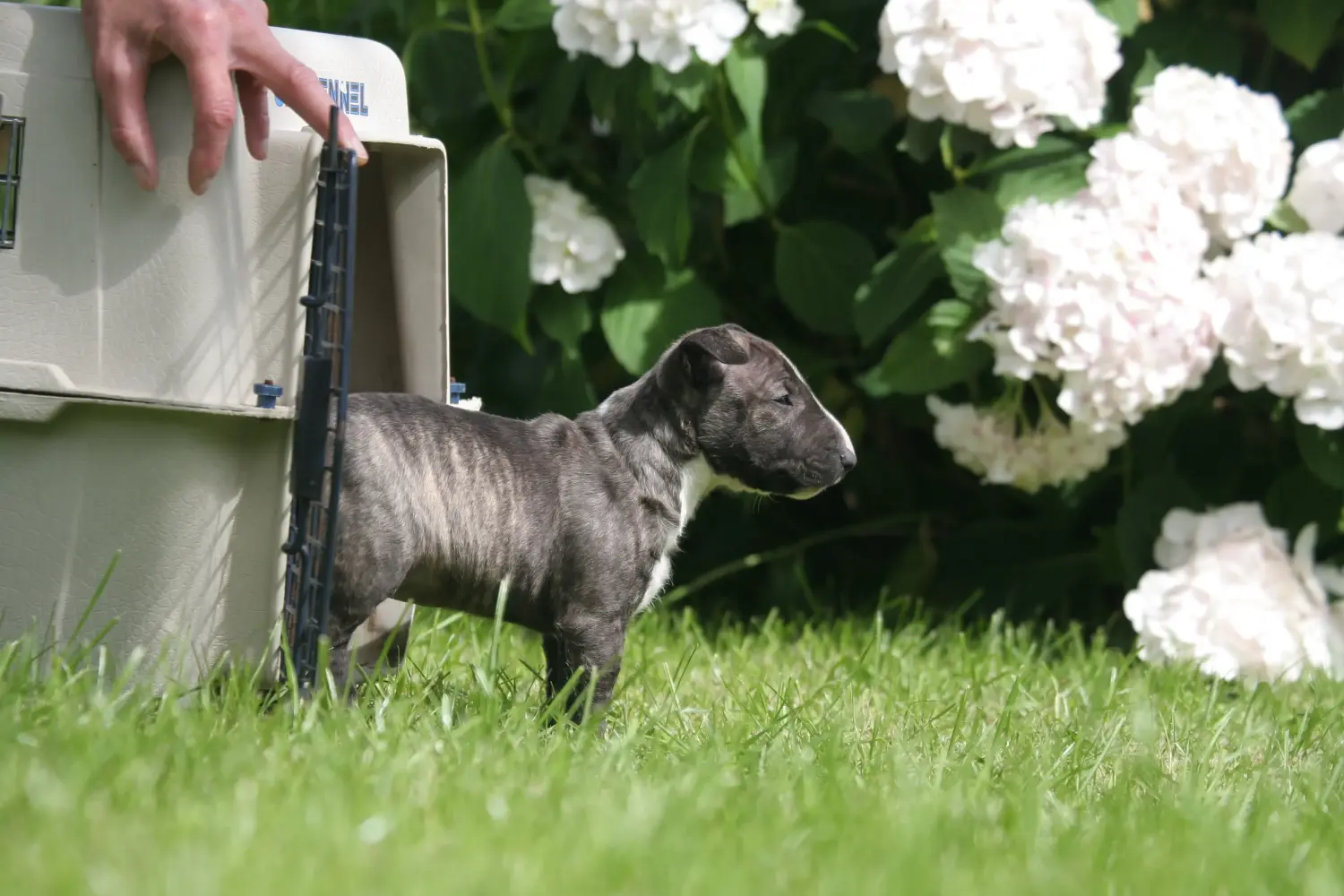 Een Miniature Bull Terrier puppy kopen betekent verantwoordelijkheid nemen! Dwerg Bull Terrier puppy's kopen.